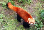 Красный крошка Енот или красная панда (фото, фотография)