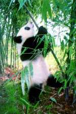 Гигантская китайская Панда бесплатно ест Бамбук (фото, фотография) лось